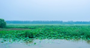 滕州风景微山湖